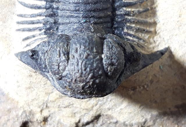 Acanthopyge (Lobopyge) bassei CHATTERTON & GIBB 2010 - Bild © FossNet FossilienStore